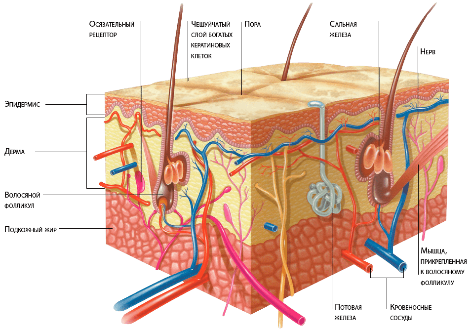 Рисунок структуры кожи