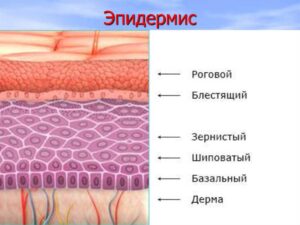 Особенности строения кожи, структура эпидермиса